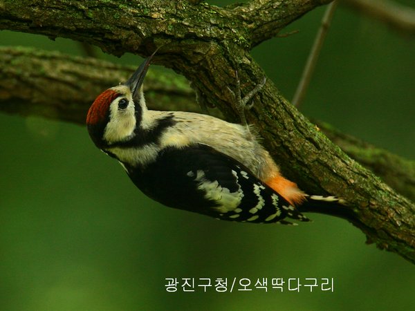 오색딱다구리